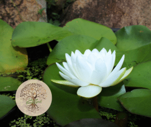 Sabryna BeautySpirit | Thérapeute Holistique & Hypnothérapeute • Toulon